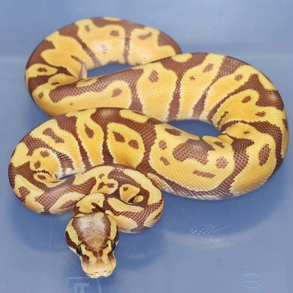 Pastel Maple Possible Double Het Puzzle/Pied Ball Python