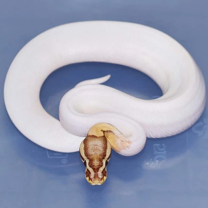 Pastel Maple Pied Het Red Axanthic Ball Python
