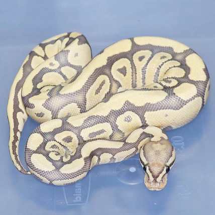 Eramosa Orange Ghost Ball Python
