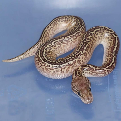 Lesser Monsoon 66% Possible Het Toffee Ball Python