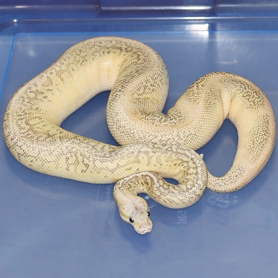 Super Pastel Lesser Red Axanthic GHI Ringer Ball Python by Corey Woods ...