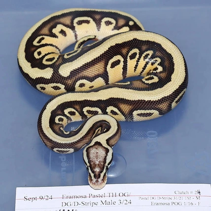 Eramosa Pastel Het Orange Ghost Het Desert Ghost Het D-Stripe Ball Python