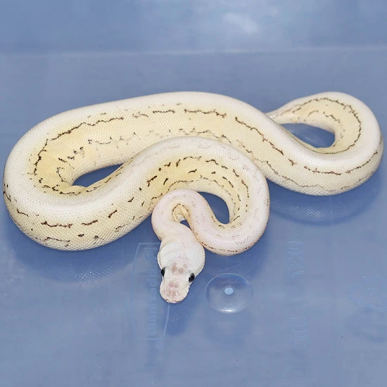 Eramosa Lemon Blast Puzzle Ball Python by Corey Woods Reptile