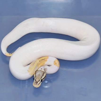 Eramosa Pastel Orange Ghost Pied Ball Python
