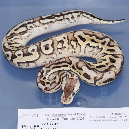 Eramosa Super Pastel Puzzle Het Red Axanthic Het Orange Ghost Ball Python