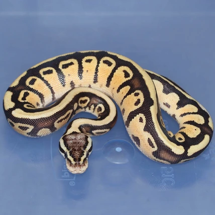 Eramosa Pastel RIO Possible Het Orange Ghost Possible Het Genetic Stripe Ball Python