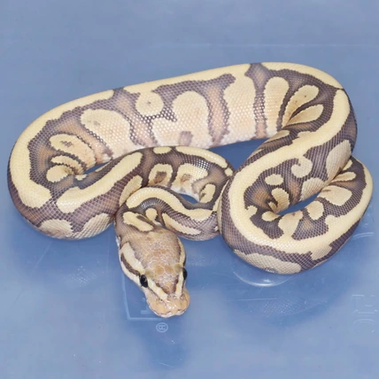 Eramosa Orange Ghost Arroyo Ball Python
