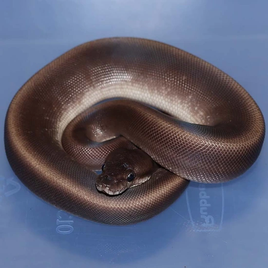 Lesser SUMA HRA Het Green Ghost Ball Python by Corey Woods Reptile