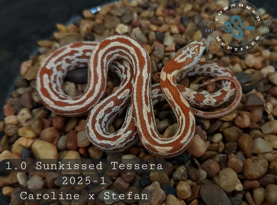 Salvatore Line Sunkissed Tessera Het Anery Corn Snake by Cornbred Reptiles