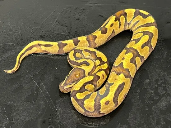 Enchi Fire Het Clown 50% Het Orange Ghost Ball Python by Cornfed ...