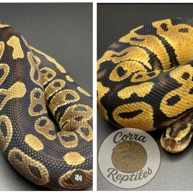 Hurricane Ph Clown & Pastel Ht Clown Ball Python - unknown for sale from Corra reptiles
