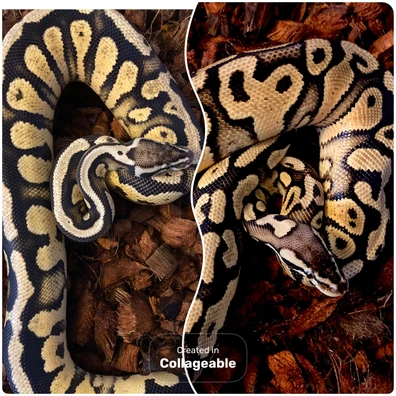 Highway Maker Pair Ball Python - unknown for sale from Corra reptiles