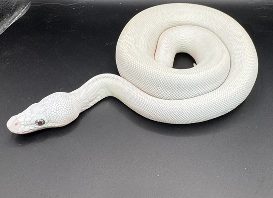 Mojave Lesser/butter Ball Python by Cory’s Constrictors