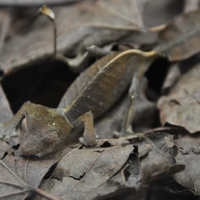 【美品】OZWRT Agave Leaf Tailed Gecko 17cm OZWRT Satanic Agave Leaf Tailed Gecko - メルカリ