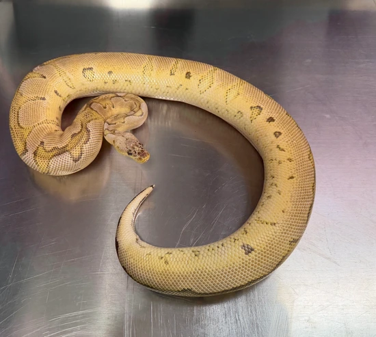 Pastel Enchi Clown Het Ultramel 50% Het Hypo ( Ready To Breed ) Ball ...