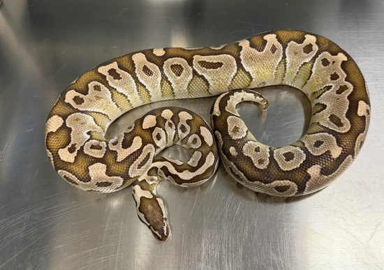 Butter Redstripe Het Clown ( Ready To Breed ) Ball Python by Reptile Bros