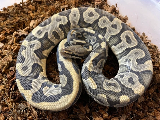 Leopard Yankee Ball Python Adult Male Leopard Hypo Ball Python by Ball Pythons & Co