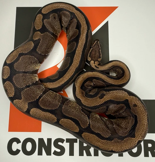 Redstriper Ball Python Red Stripe Ball Python by KnL Constrictors
