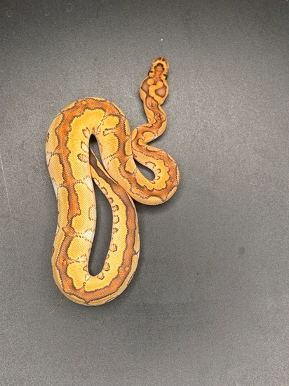 .1 Speciql Clown POS Epic Ball Python by KnL Constrictors