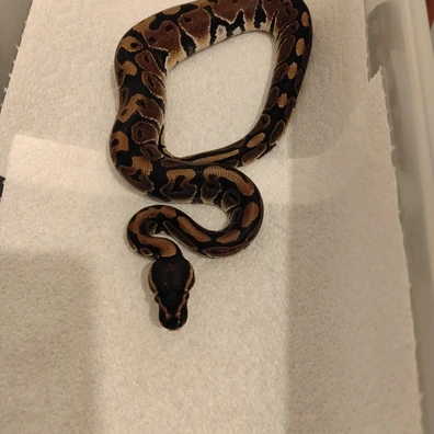 Wild Type 50% Het Hypo Ball Python - male for sale from C&S Exotics