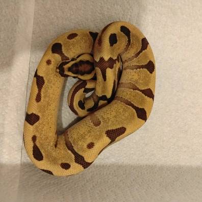Enchi Fire 50% Het Hypo Ball Python - female for sale from C&S Exotics