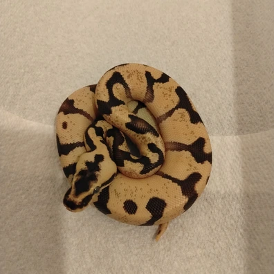 Super Enchi Fire Orange Dream 50%het Hypo Ball Python - male for sale from C&S Exotics