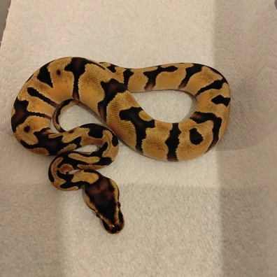 Enchi Orange Dream Fire 50% Het Hypo Ball Python - male for sale from C&S Exotics