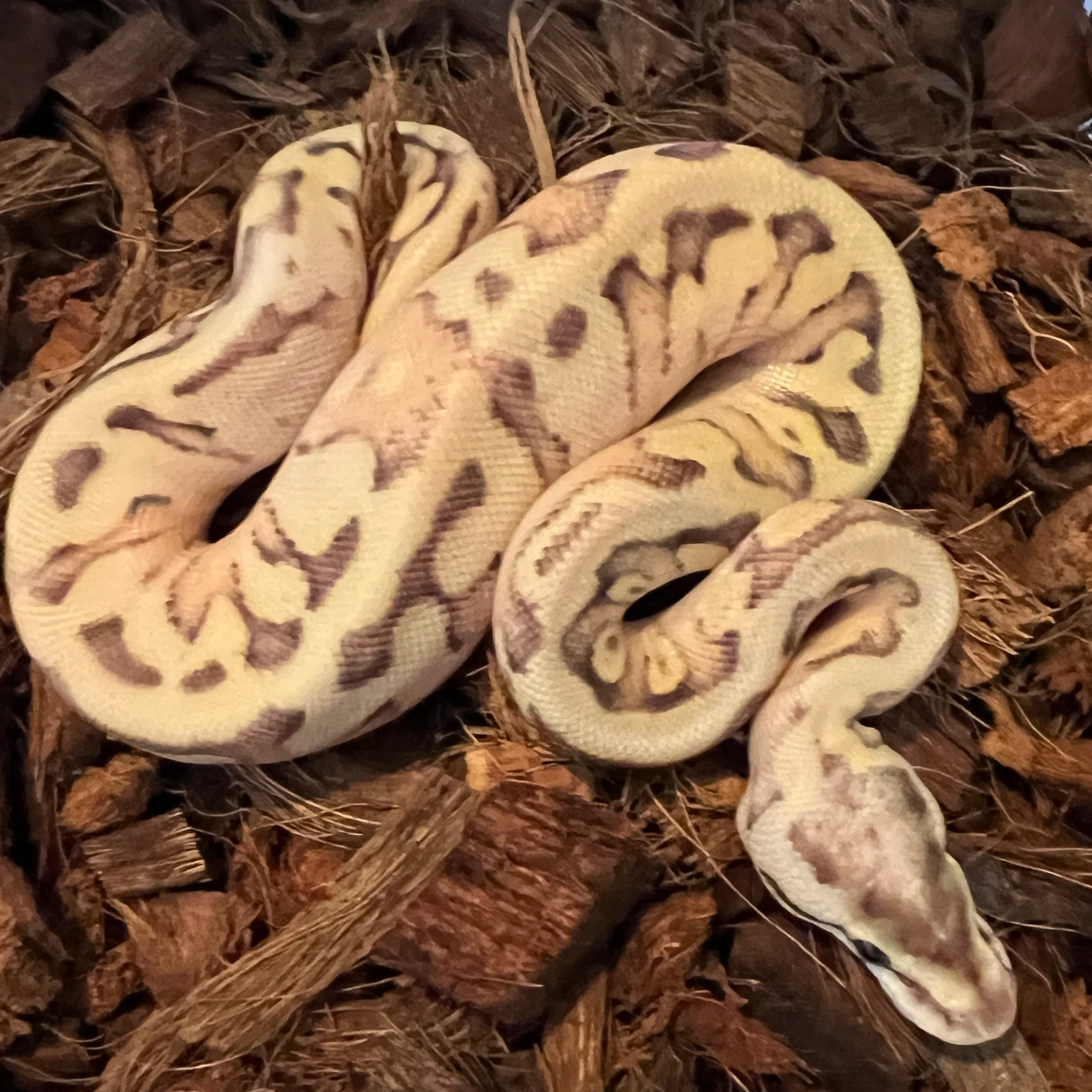 Vanilla Cream HGW Het Clown Pos Yb/blade Ball Python by J Craw Reptiles