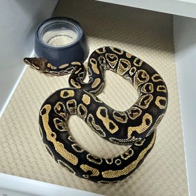 0.1 Hurricane Het Genetic Stripe (Free Transport To Hamm March)