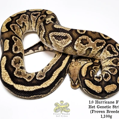 1.1 Hurrican Fire Het GS (PB) - Hurricane Het GS (Free Delivery MRM Milano 01.02.26-Hamm 14.03.2026)