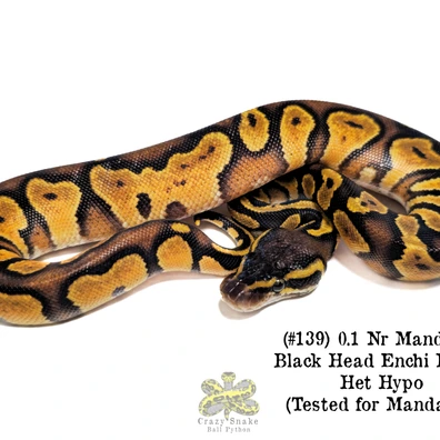 0.1 Nr Mandarin Black Head Enchi Pastel Het Hypo (Tested For Mandarin) Ball Python - female for sale from Crazy Snake Ball Python (Daniele Babusci)