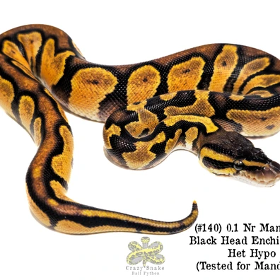 0.1 Nr Mandarin Black Head Enchi Pastel Het Hypo (Tested For Mandarin) Ball Python - female for sale from Crazy Snake Ball Python (Daniele Babusci)