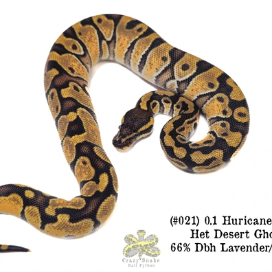 0.1 Hurricane Enchi Het DG 66% Dbh Lavender/Clown (Free Delivery Hamm March) Ball Python - female for sale from Crazy Snake Ball Python (Daniele Babusci)