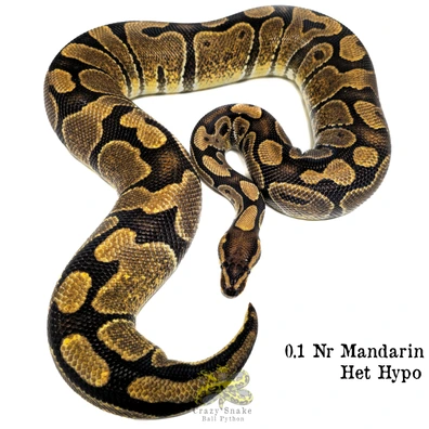 1.0 Cypress Crypton (Proven) Free Delivery Vr Reptiles/Ziva Ball Python - male for sale from Crazy Snake Ball Python (Daniele Babusci)