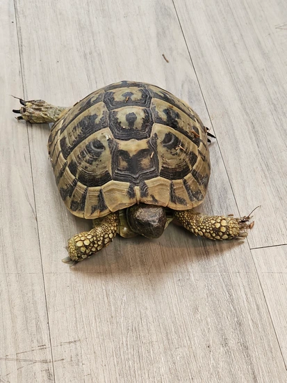 Crazy Tortoise Lady Sottobicchiere Divertente In MDF – 9x9 Cm – Finitura Lucida – Regalo Originale Per Amici