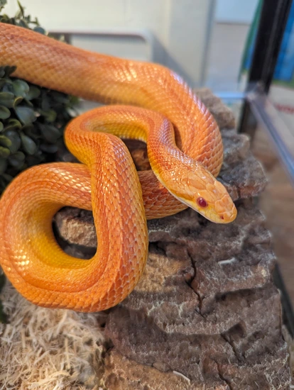 Amel Stripe Corn Snake by Maggie and her snakes
