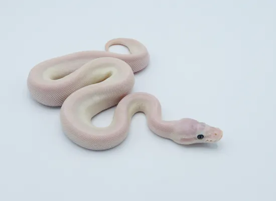 Pastel Super Mojave Odium Ball Python by Python Designs