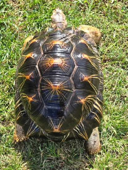 Adult Radiated Tortoise *Texas Sales Only* by Kaptive Keepers