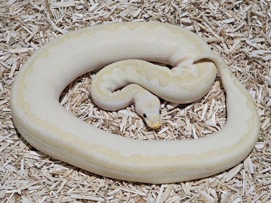 Bamboo Fire/Vanilla Clown Ball Python by Crème de la Clutch Exotics