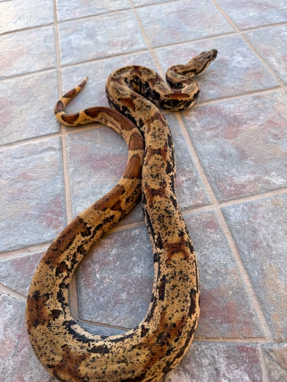 Purple Line Poss Super Hypo Img 100% Het Sharp Boa Constrictor by ...