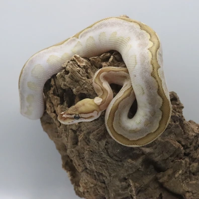 Bamboo Spotnose Pastel Yellowbelly Het Clown