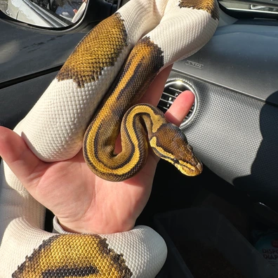 Black Pastel Pied Het MJ Axanthic