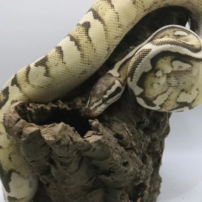 Super Pastel Yellowbelly Lucifer Het Pied