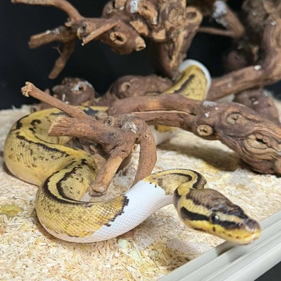 Pastel Pied Het TSK Axanthic 50% Het Ultramel Poss Fire