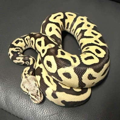 Pastel Leopard OD DG