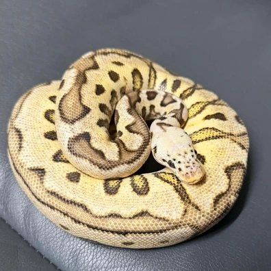 Pastel Spotnose Clown Poss Het Pied Poss Red Stripe