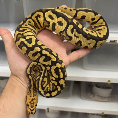 Spotnose Red Stripe Clown