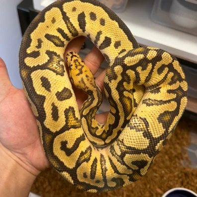 Spotnose Red Stripe Clown