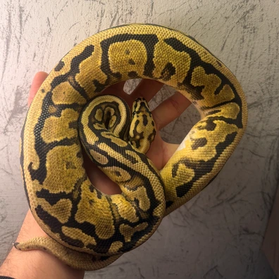 Fire Red Stripe Yellow Belly Spotnose Het Clown Ball Python - female for sale from Python_morph