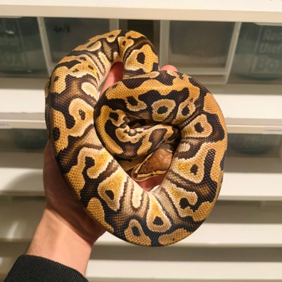 Cypress Crypton Ball Python - male for sale from Python_morph